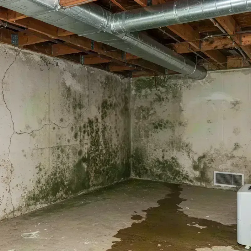 Professional Mold Removal in Newport, KY